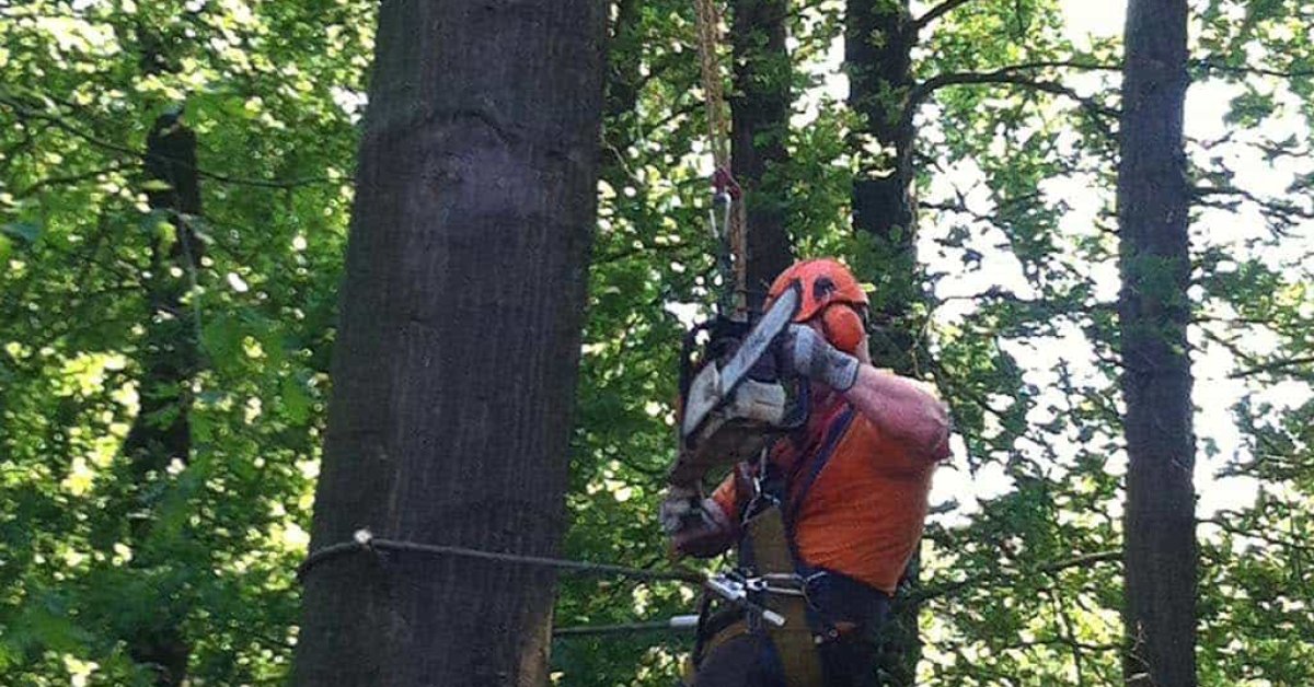 Boom Verwijderen Boom Kappen Stronken Frezen - A Van Spelde Hoveniers